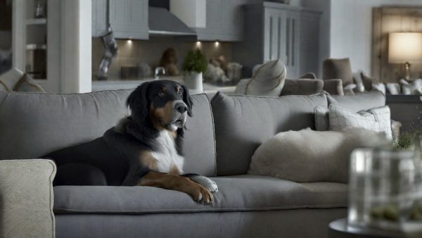 large room with an air purifier for pet odors